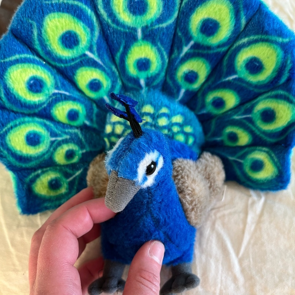 Peacock small animal!
